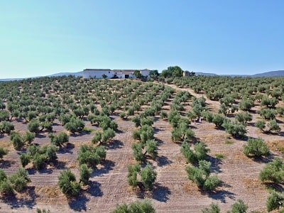 Farma Nobleza del Sur v Andalusii